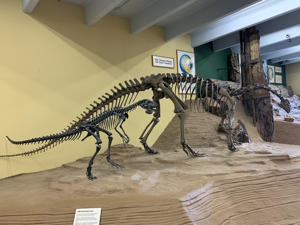 Dinosaur skeleton display at The Dinosaur Museum