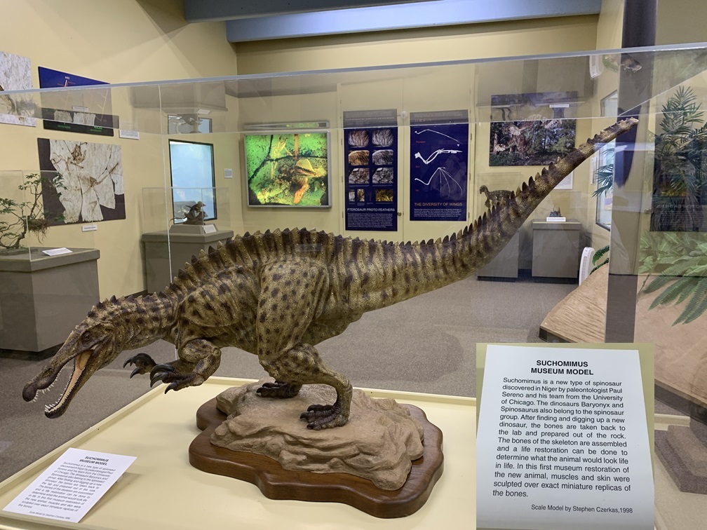 Suchomimus museum model