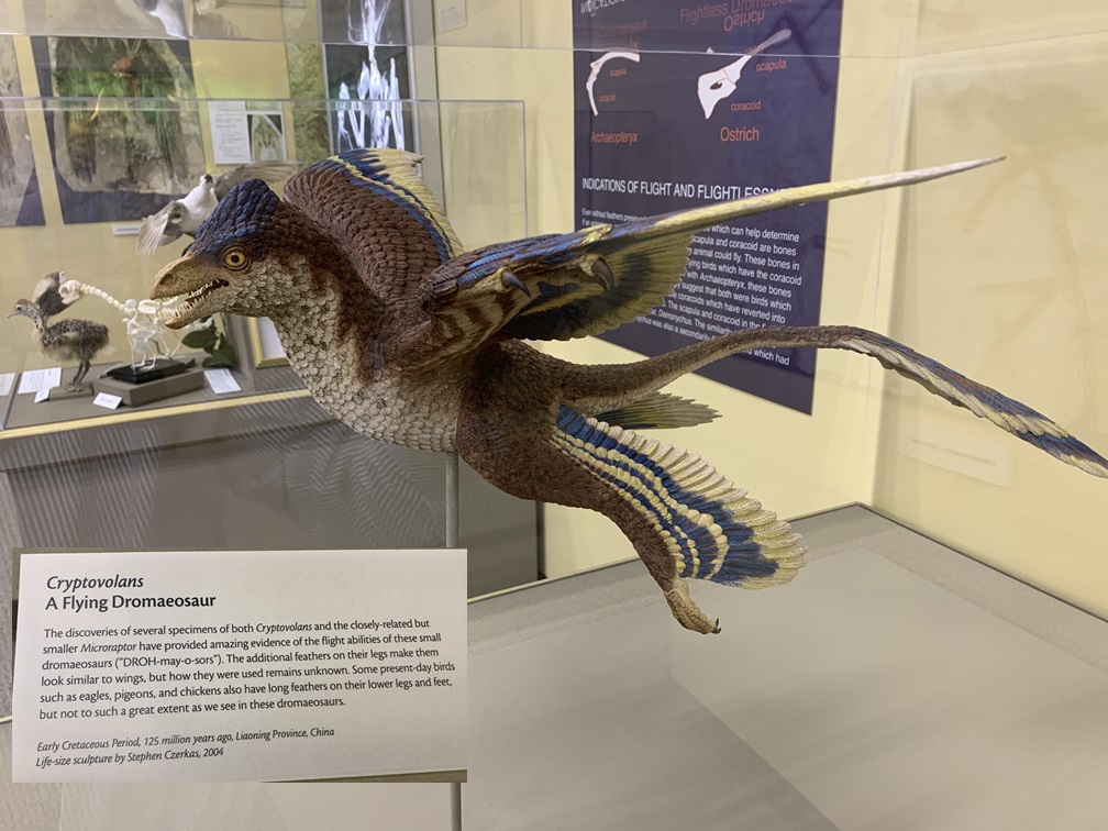 Cryptovolans flying dromaeosaur exhibit