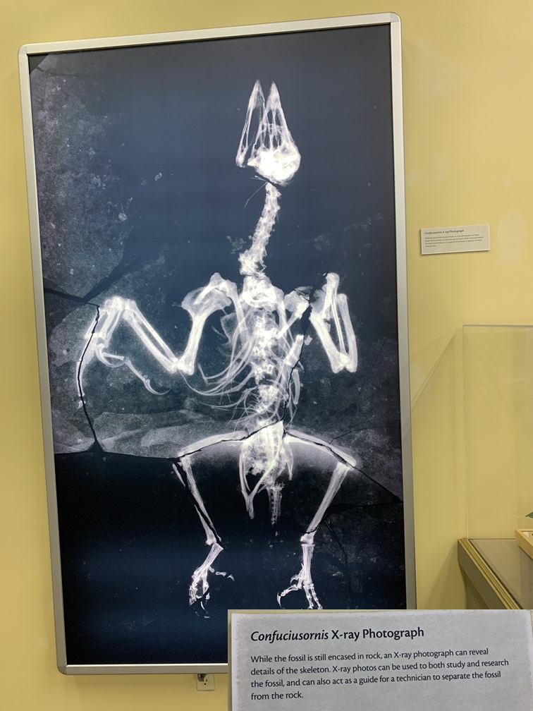 Confuciusornis x-ray photograph display