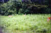 Deer watching us.. (28311 bytes)